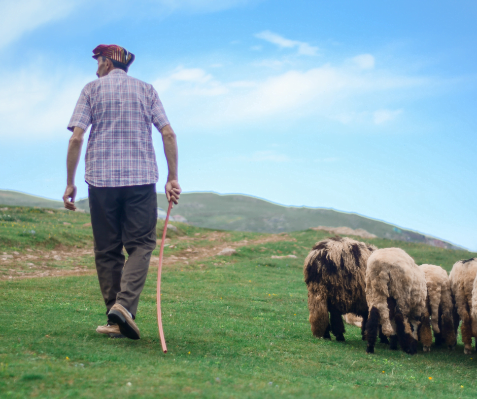 skills pastors need, a picture of a shepherd walking with sheep in a field of grass