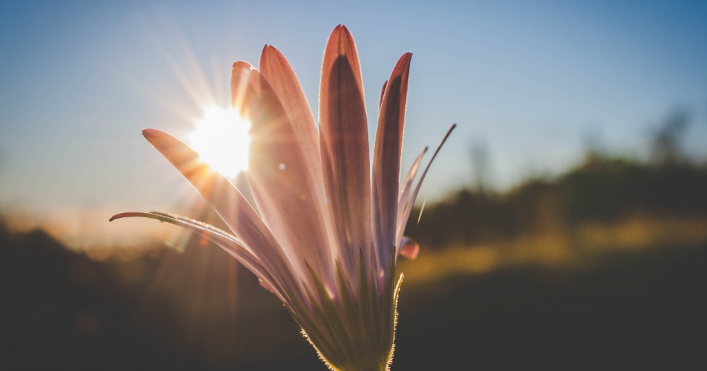 A picture of a flower in bloom with the sunrise in the background, visually portraying Easter hope